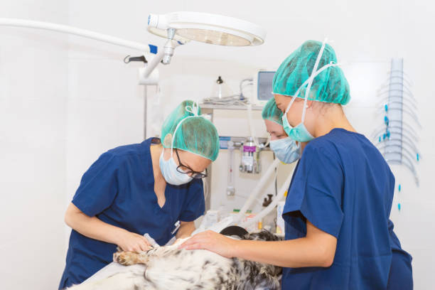 equipo de veterinarios en la sala quirúrgica de preparar un perro para la cirugía - doctor dog portrait animal hospital fotografías e imágenes de stock