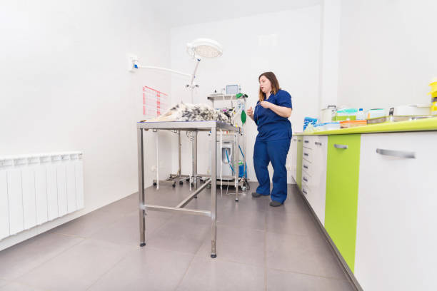 istock Veterinarian in surgery room 1043119440