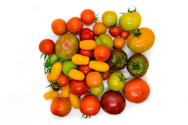 istock Fresh, ecological and colorful different type tomato isolated on white background 1043119854