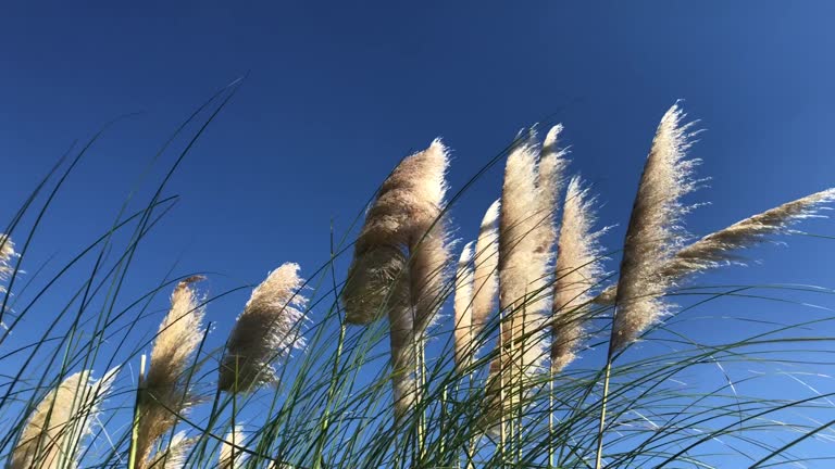 Swaying Grass