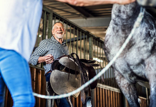 istock A senior couple putting a saddle on a horse in a stable. 1043124428