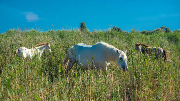 istock White horse and foals 1043124744