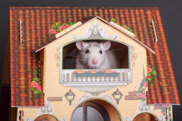 domestic rat in a toy house window