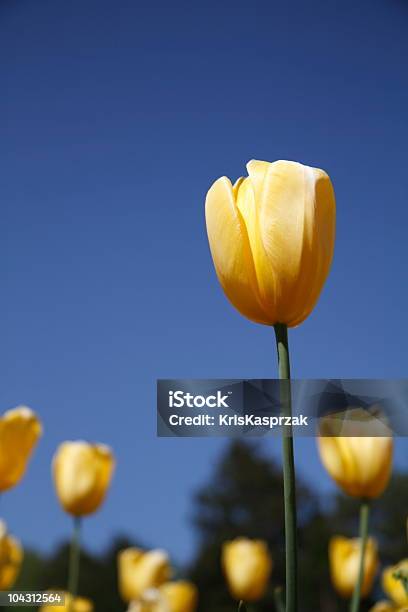 Amarillo Tulipanes De Primavera Foto de stock y más banco de imágenes de Aire libre - Aire libre, Alabama, Alto - Descripción física