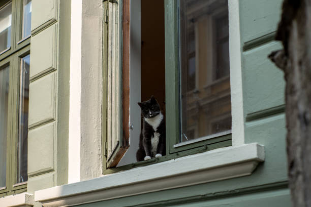 istock A curious black and white cat on a window sill in Bergen - 2 1043127520