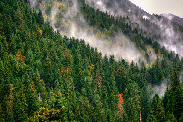 아름 다운 산 숲 안개, pindos, 그리스와 취재 - greece blue forest national landmark 뉴스 사진 이미지