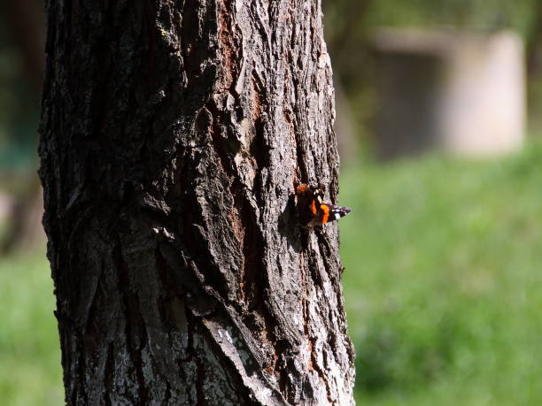 istock butterfly on the wood 1043127764