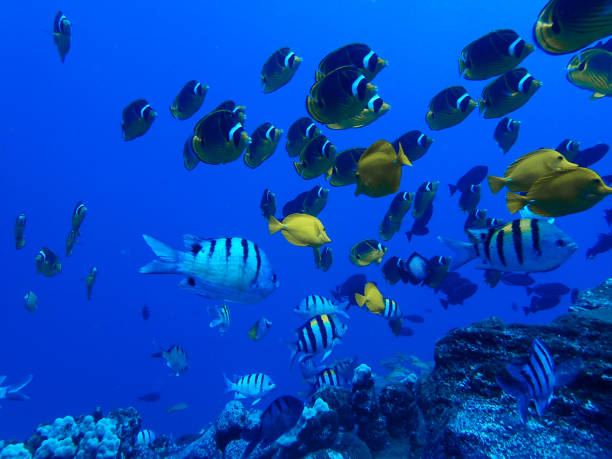 istock Large Group of Tropical Fish Underwater in Deep Blue 1043128744