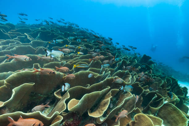 Palau Diving -  Cabbage coral of  Ulong Channel Palau Diving -  Cabbage coral of  Ulong Channel cabbage coral photos stock pictures, royalty-free photos & images