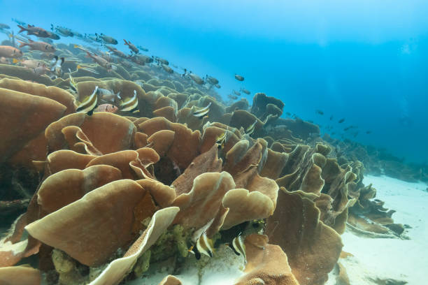 Palau Diving -  Cabbage coral of  Ulong Channel Palau Diving -  Cabbage coral of  Ulong Channel cabbage coral photos stock pictures, royalty-free photos & images