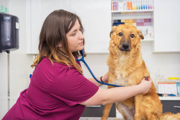 istock Female veterinary doctor using stethoscope for cute dog examination 1043132138
