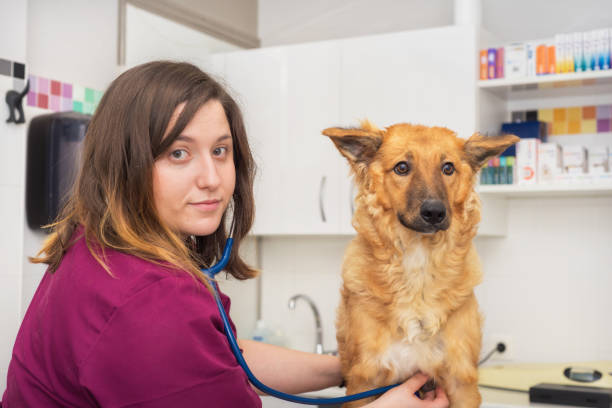 istock Female veterinary doctor using stethoscope for cute dog examination 1043132268