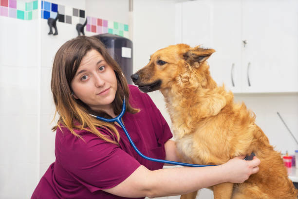 istock Female veterinary doctor using stethoscope for cute dog examination 1043132288