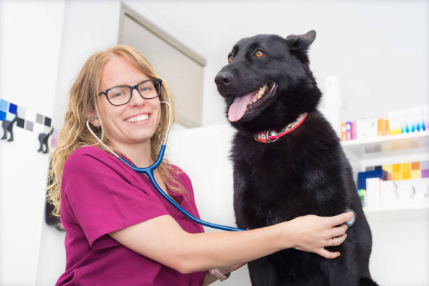 istock Female veterinary doctor using stethoscope for cute dog examination 1043132412