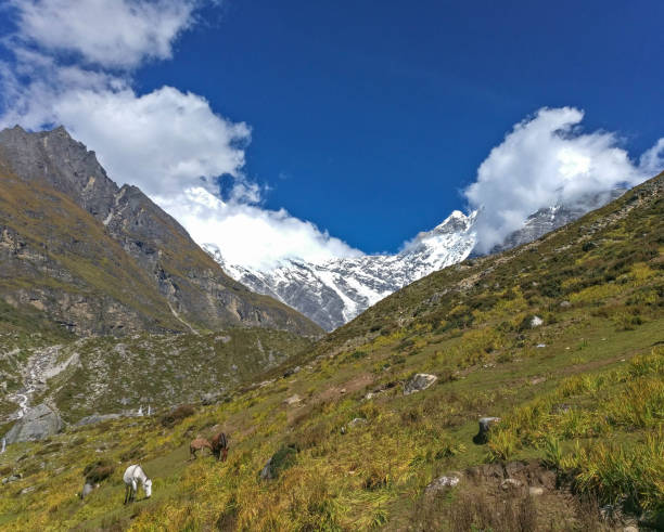 istock Horses Grazing in Langtang, Nepal 1043132452