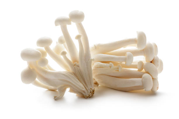 버섯: 화이트 이번 버섯 흰색 배경에 고립 - 만가닥 버섯 뉴스 사진 이미지