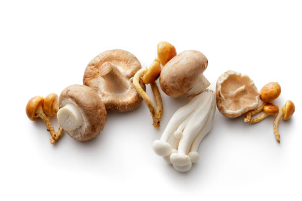 funghi: funghi isolati su sfondo bianco - edible mushroom white mushroom isolated white foto e immagini stock