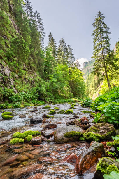 istock Beautiful small stream in Koscieliska valley in summer 1043136064