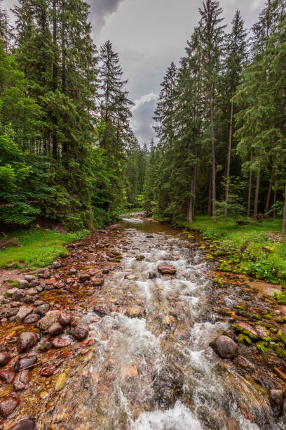 istock Small stream in Koscieliska valley in Tatra Mountains 1043140402