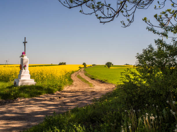 istock Field of rapeseed 1043141054