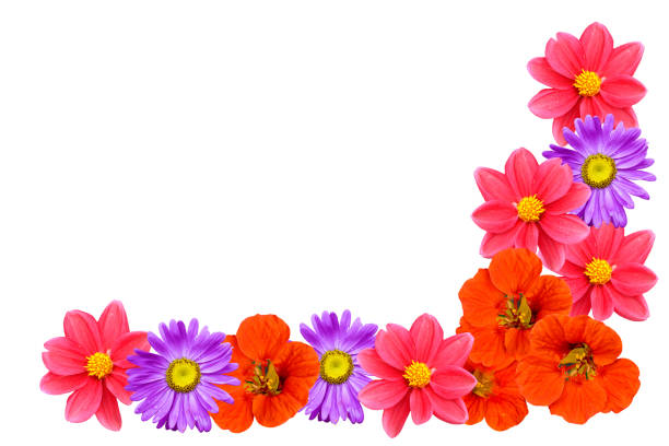 istock Bright and colorful autumn flowers. 1043141728