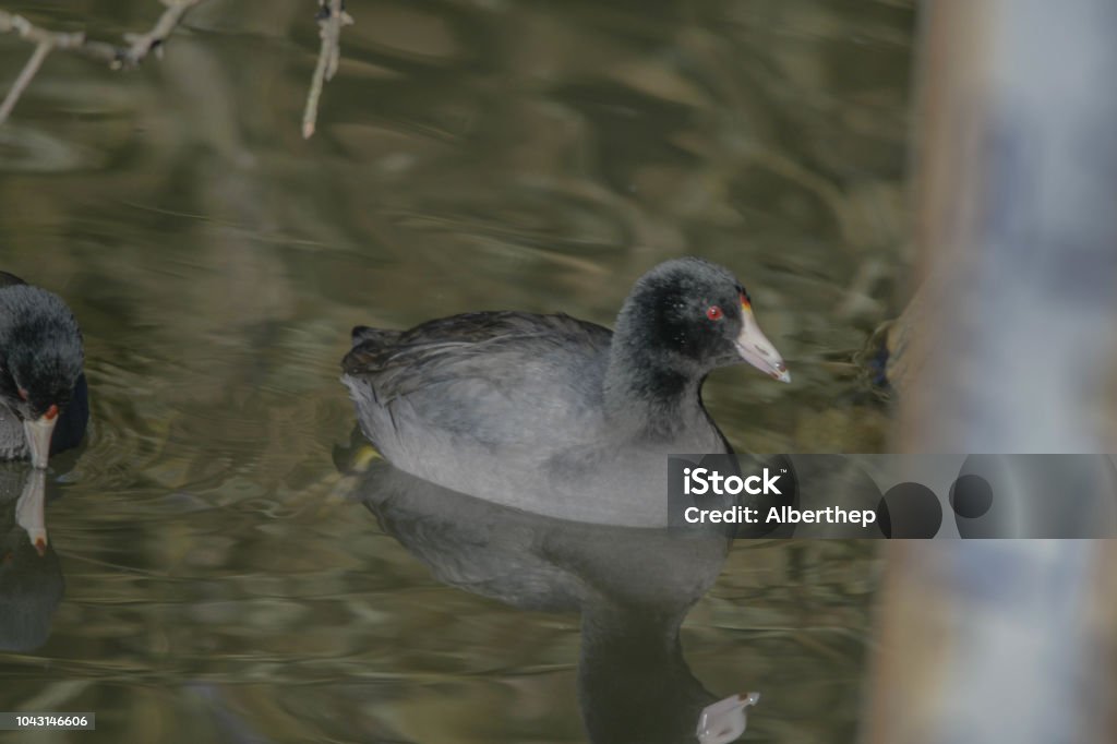 Duck Pond Stock Photo - Download Image Now - Animal Wildlife, Animals ...