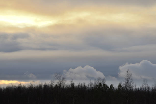 Evergreen trees  in silhouette during sunset.