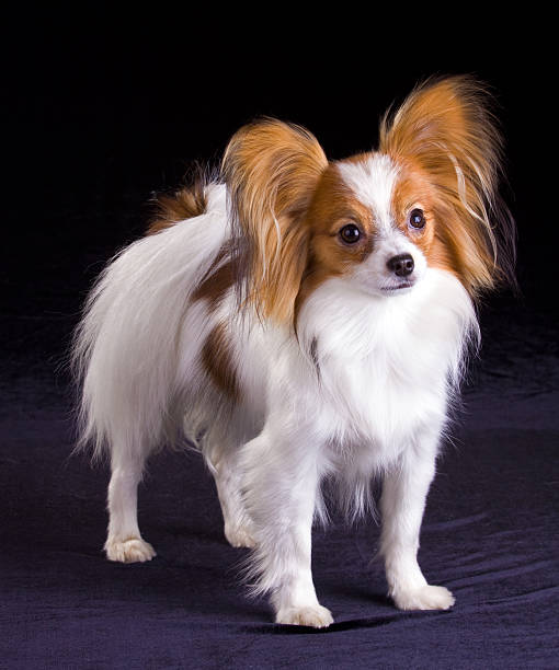 istock Dog of breed papillon 104314901