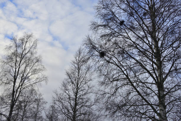 Branches in rural Swedish forest in an Autumn morning. \nBird’s nests are on the branches. Background is cloudy sky. Shot with Nikon D800, VR28~300mm.