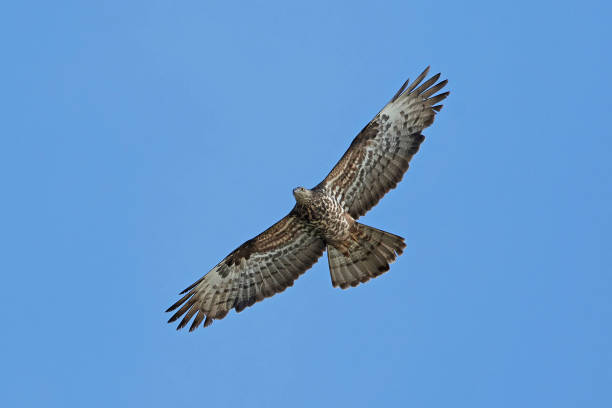 istock European honey buzzard (Pernis apivorus) 1043152730