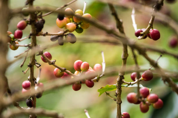 istock Arabica coffee beans on the tree 1043153920