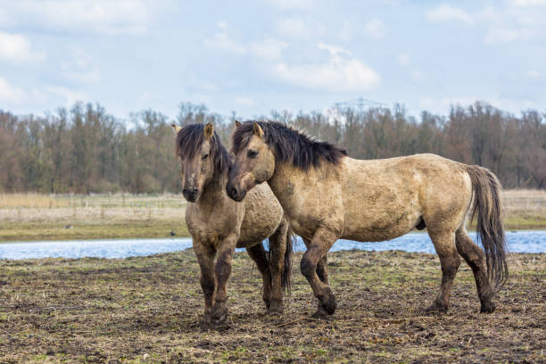 wild konik horse and foal in national park Konik horse  young foal in winter coat in March at Oostvaardersplassen, the netherlands konik stock pictures, royalty-free photos & images