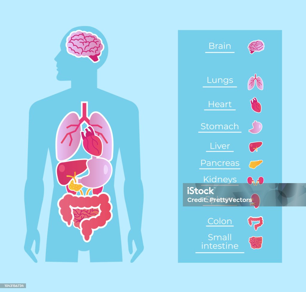 Homme humain personnes l’anatomie des organes internes système affiche jeu de bannière. Concept de médecine de l’éducation. Dessin animé plat vecteur isolé illustration graphisme - clipart vectoriel de Corps humain libre de droits