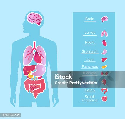 5,800+ Internal Parts Of The Body Drawing Illustrations, Royalty-Free  Vector Graphics & Clip Art - Istock