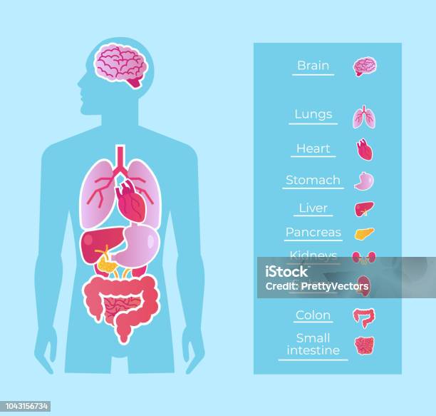 Human Man People Anatomy Internal Organs System Banner Poster Scheme Medicine Education Concept Vector Flat Cartoon Isolated Graphic Design Illustration Stock Illustration - Download Image Now
