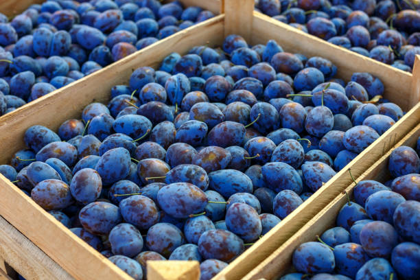 istock blue ripe plum lies in boxes. 1043161344