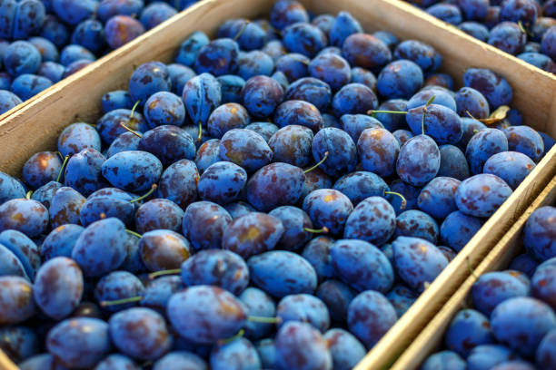 istock blue ripe plum lies in boxes. 1043161430