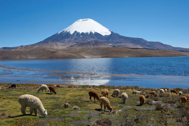 istock Alpaca's grazing on the Altiplano 1043174408