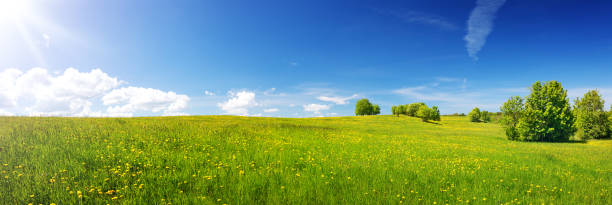 green field with yellow dandelions and blue sky - landscape tree field solitude imagens e fotografias de stock