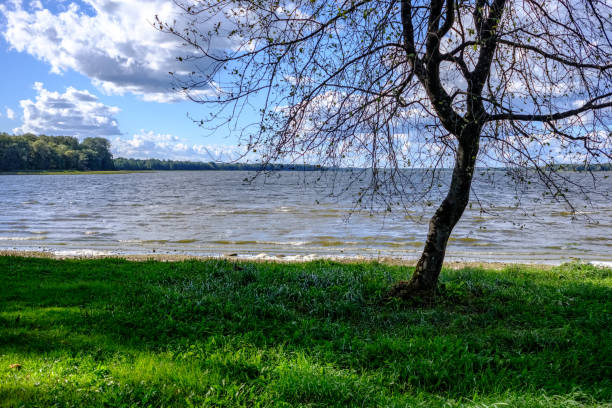 istock lonely tree with no leaves on the lake shore 1043175456