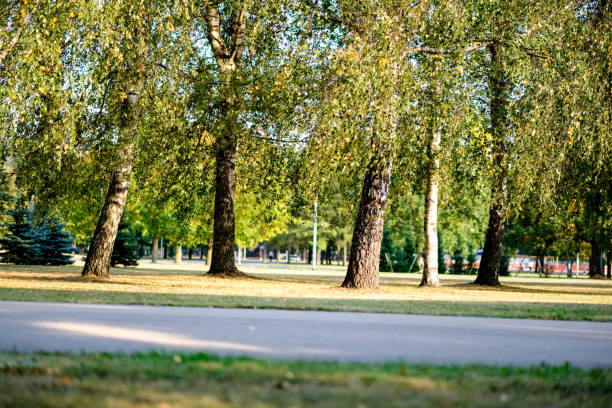 istock birch trees with yellow and green leaves in autumn 1043177852