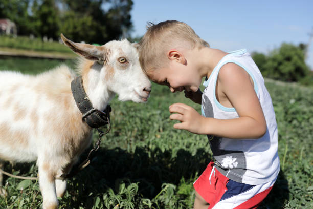 istock Boy and goat head butting 1043178528