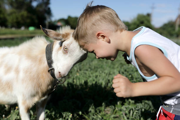 istock Kid and goat head butting 1043178544