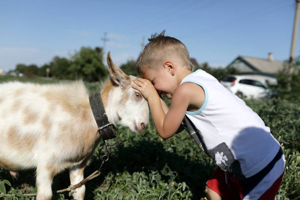 istock Preschooler and goat head butting 1043178546