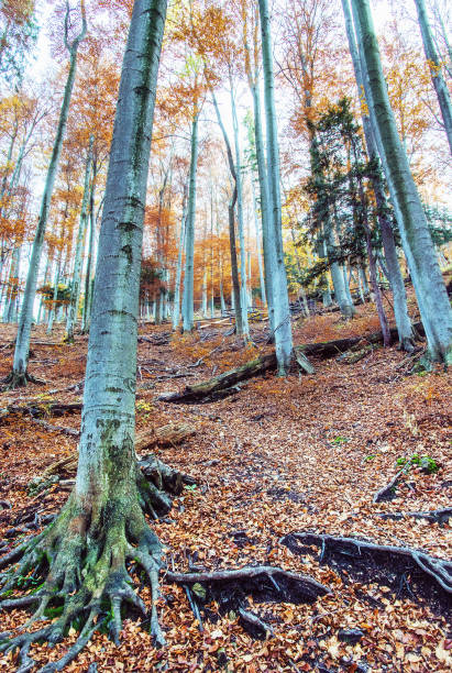 istock Autumn colorful forest with tall trees, beauty filter 1043179198