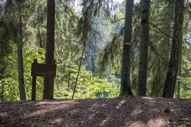 istock hiking trail in the woods 1043180456