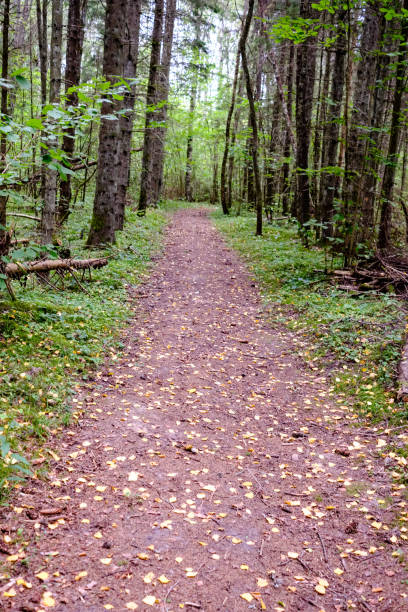 istock hiking trail in the woods 1043180462