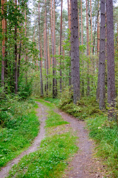 istock hiking trail in the woods 1043182538