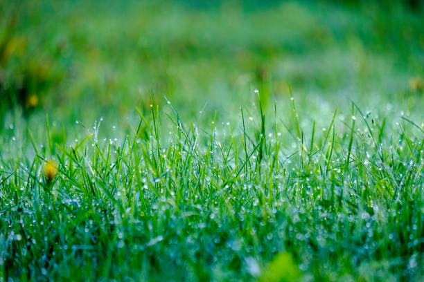 istock morning dew drops in gren grass meadow in autumn 1043184706