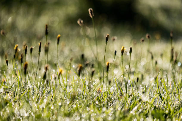 istock morning dew drops in gren grass meadow in autumn 1043184796